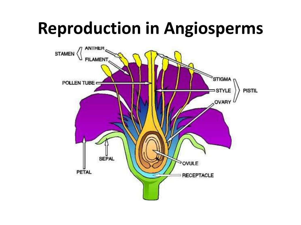 PPT Reproduction in Angiosperms PowerPoint Presentation, free download ID1222788