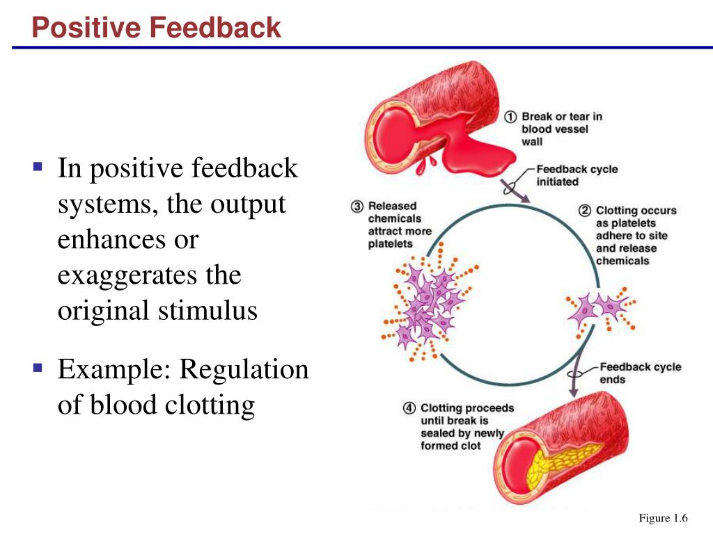 PPT Physiology PowerPoint Presentation, free download ID1222822