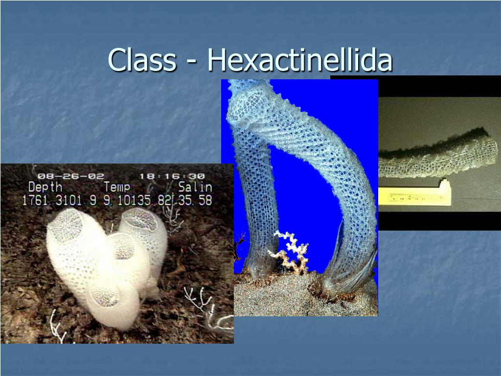 PPT Phylum Porifera The Sponges PowerPoint Presentation ID1223826
