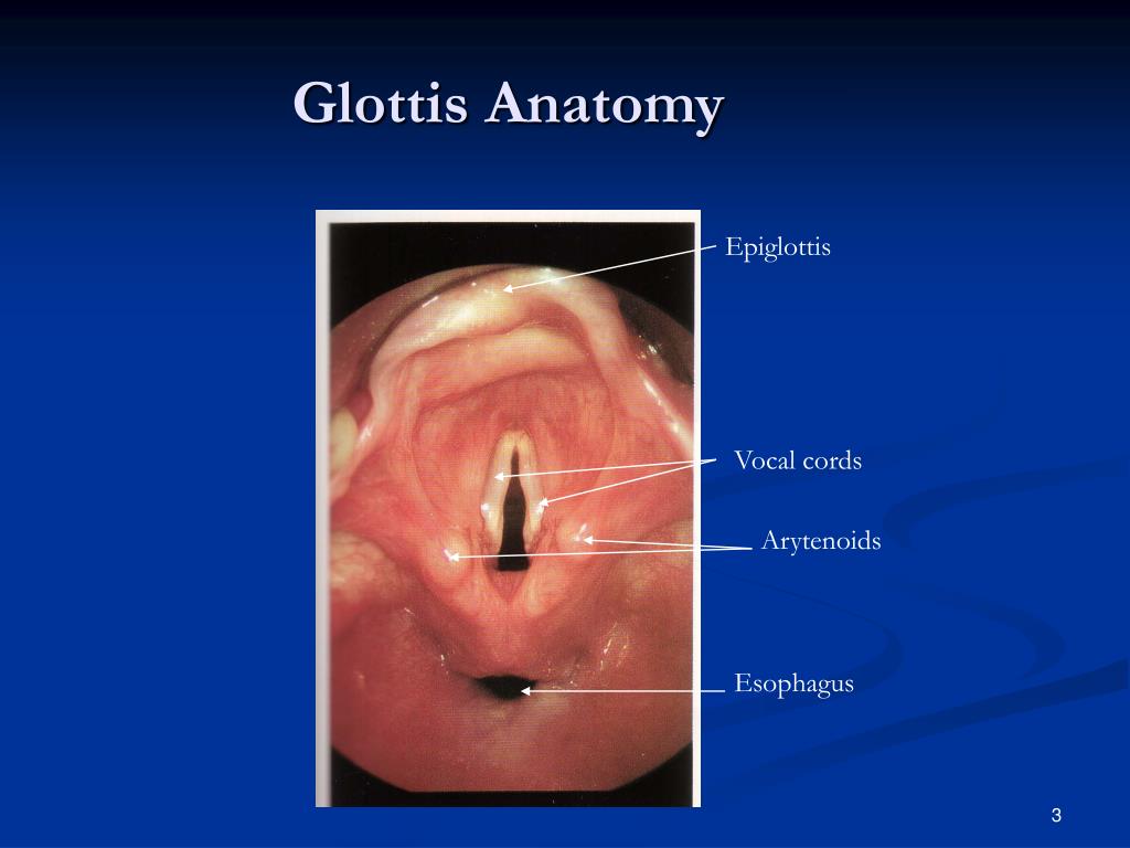 PPT AIRTRAQ LARYNGOSCOPE PowerPoint Presentation, free download ID1224983