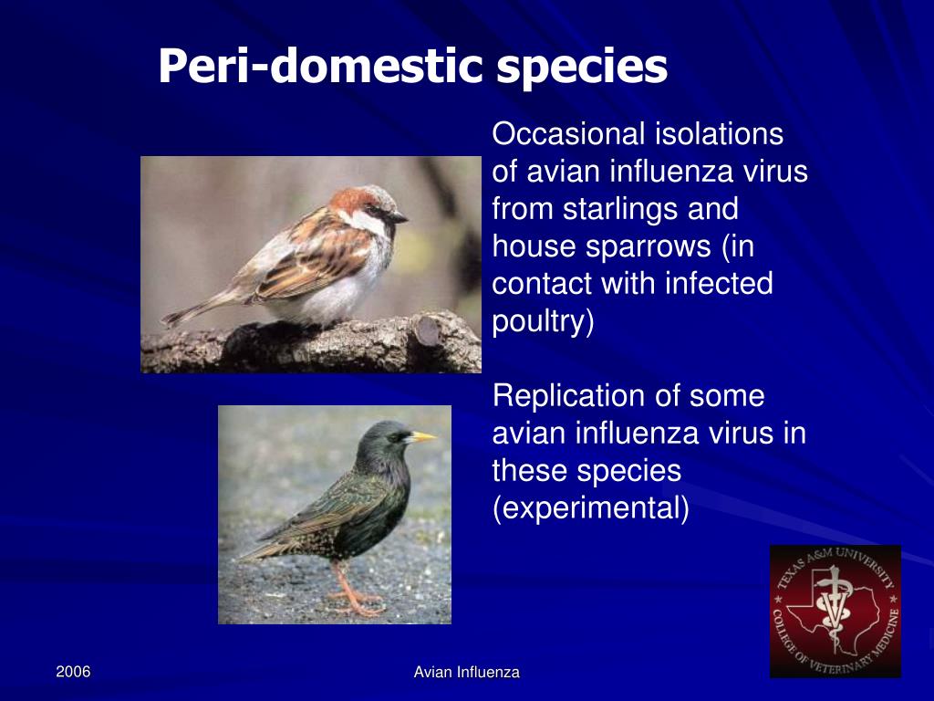PPT Avian Influenza Symptoms in Birds PowerPoint Presentation, free