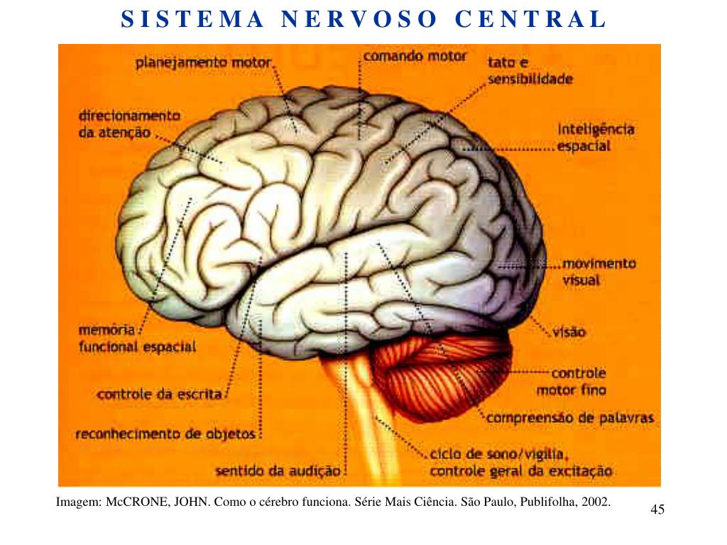 PPT O SISTEMA NERVOSO DOS ANIMAIS PowerPoint Presentation, free