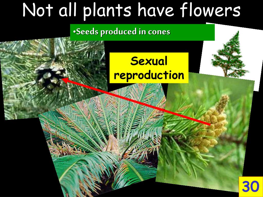 PPT Kingdom Plantae PowerPoint Presentation, free download ID123248
