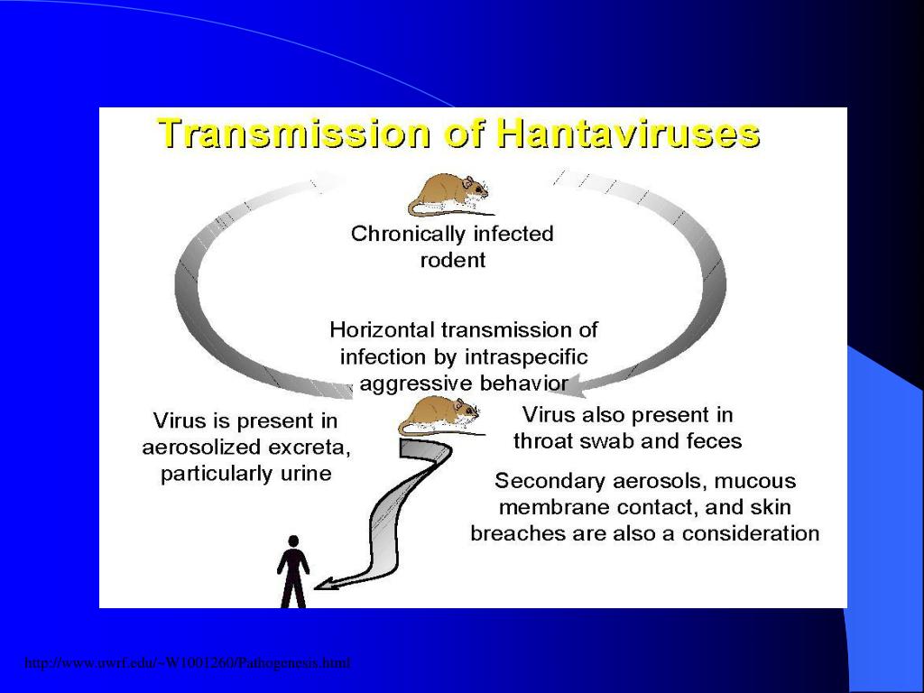 PPT Hantavirus Diseases PowerPoint Presentation, free download ID