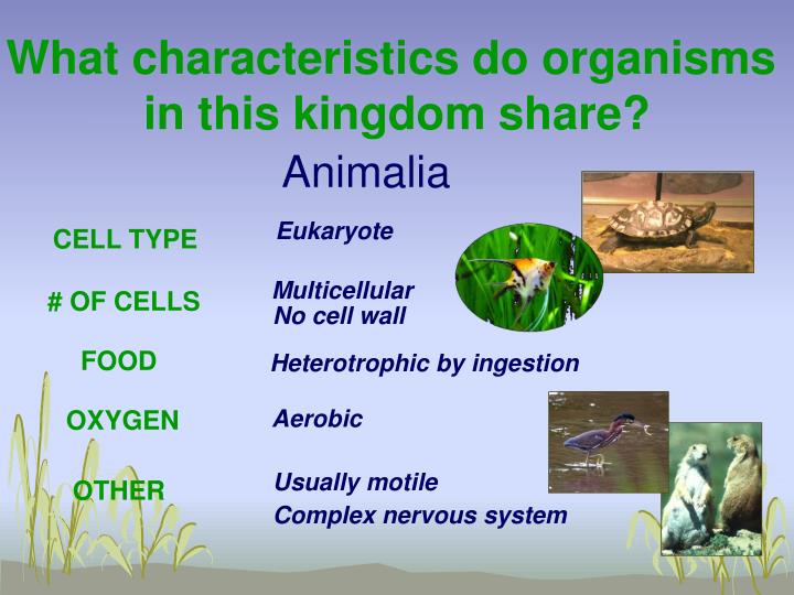 PPT The Six Kingdoms PowerPoint Presentation ID1249863