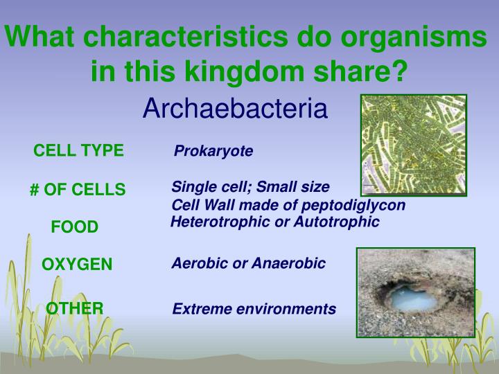 PPT The Six Kingdoms PowerPoint Presentation ID1249863