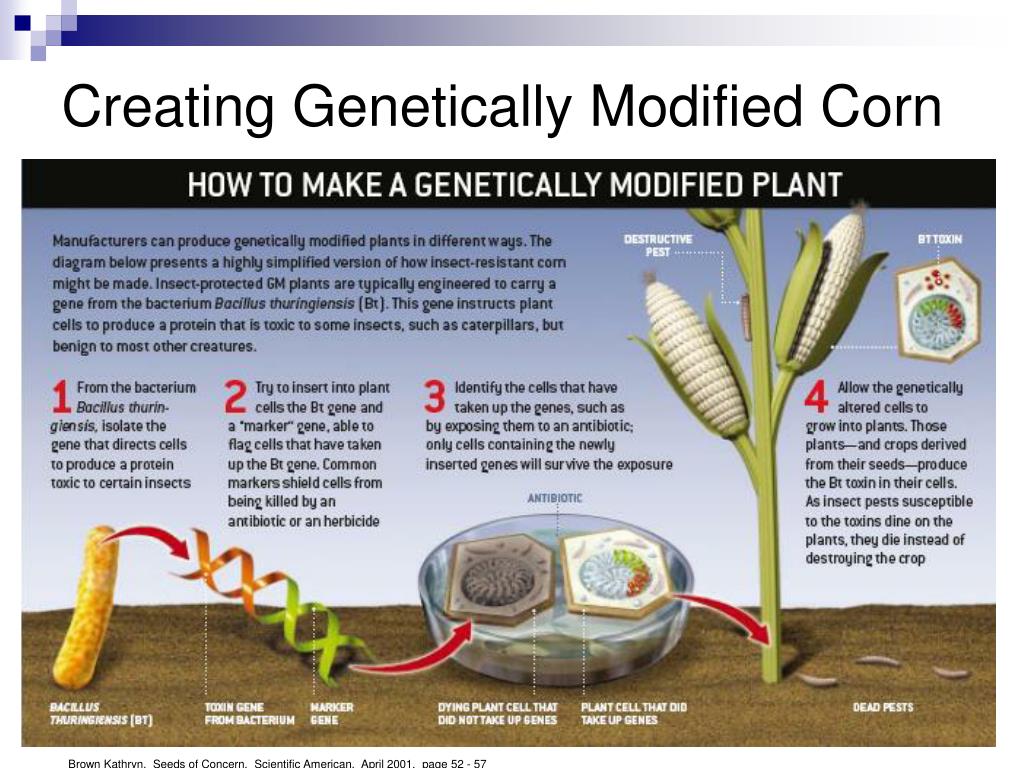 Pdf Engineered Modified Crops Bacillus Thuringiensis My