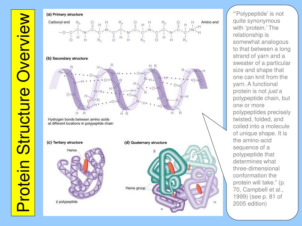 PPT Chapter 5c The Structure and Function of Macromolecules