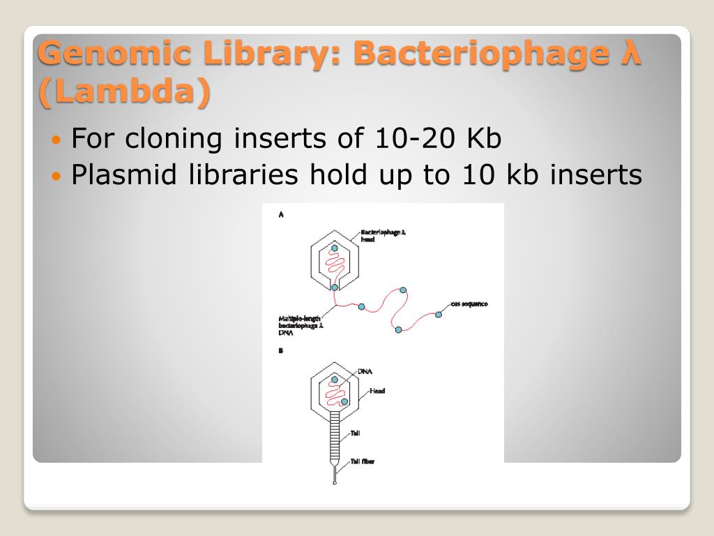 PPT DNA Technology PowerPoint Presentation, free download