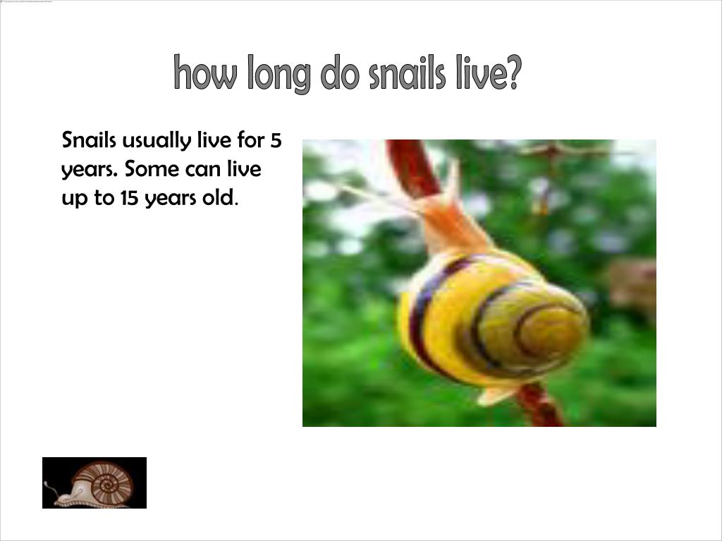 PPT SNAILS PowerPoint Presentation, free download ID1254475