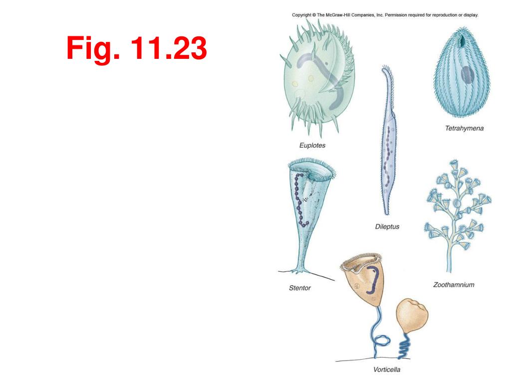 PPT What are the Different Types of Animallike Protists? PowerPoint