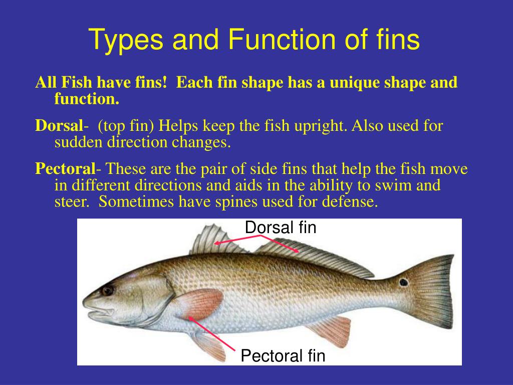 PPT Fish Form and function PowerPoint Presentation, free download