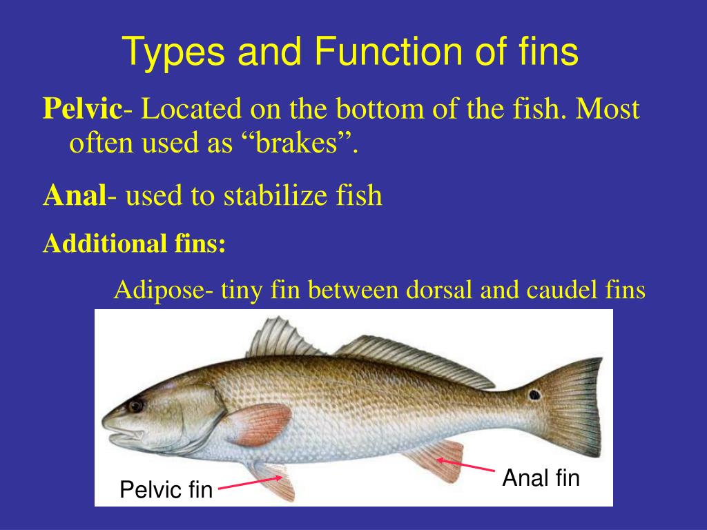 PPT Fish Form and function PowerPoint Presentation, free download