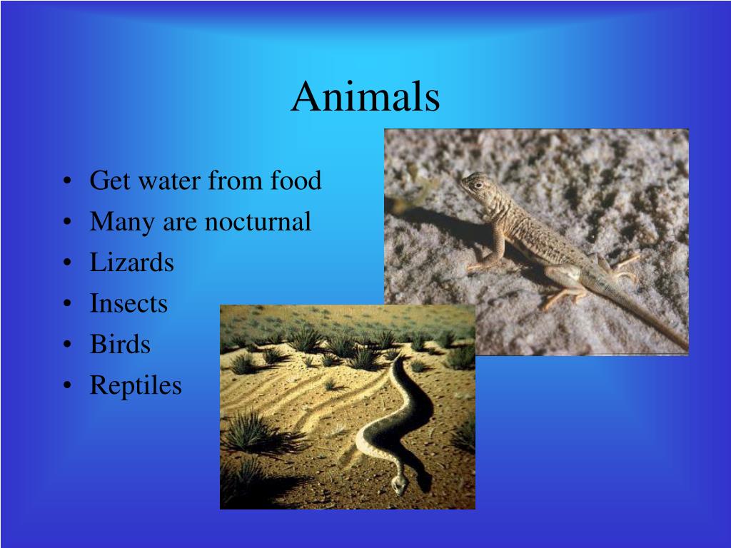 PPT Habitats PowerPoint Presentation, free download ID1259201