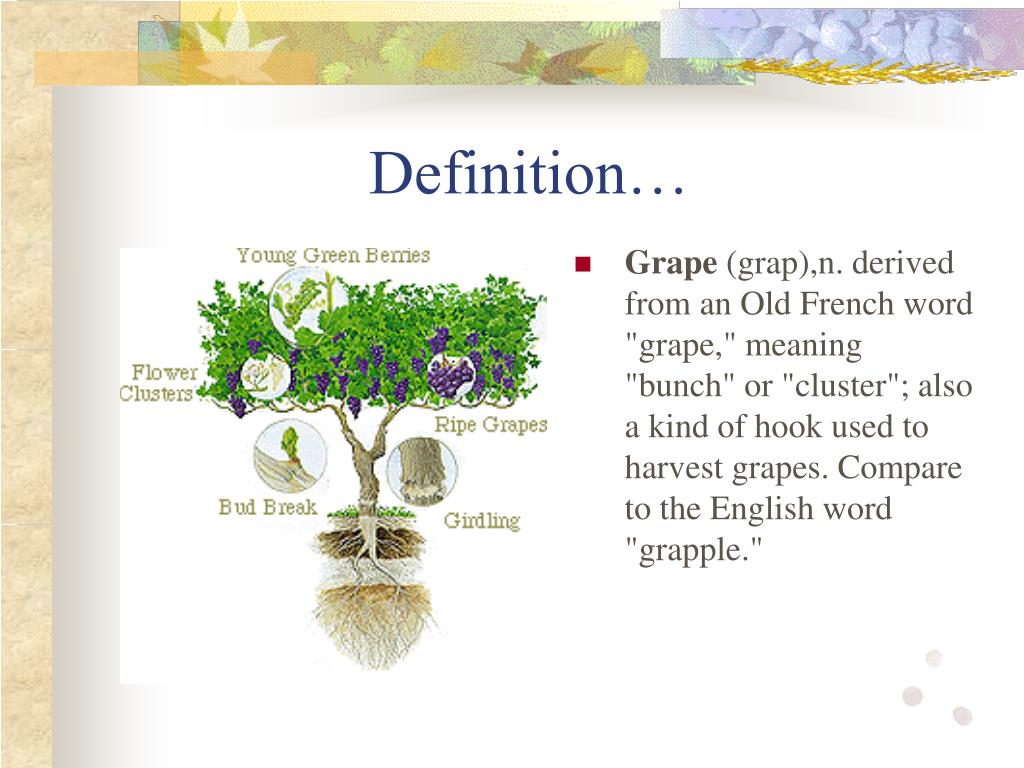 PPT Growing Grapes and their uses Rachel Peterson PowerPoint