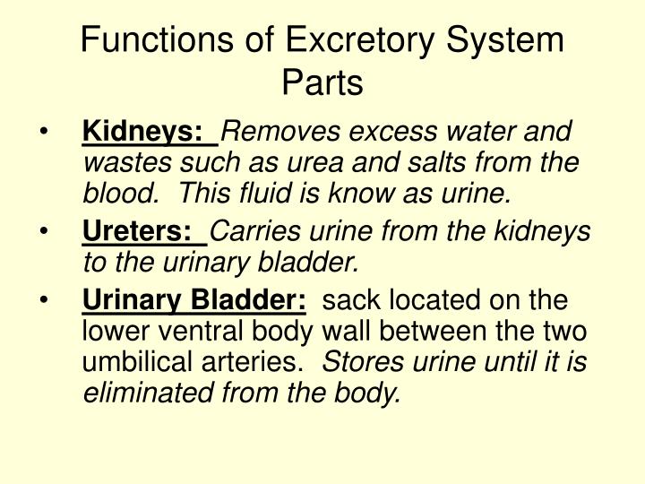PPT Excretory System PowerPoint Presentation ID1263174