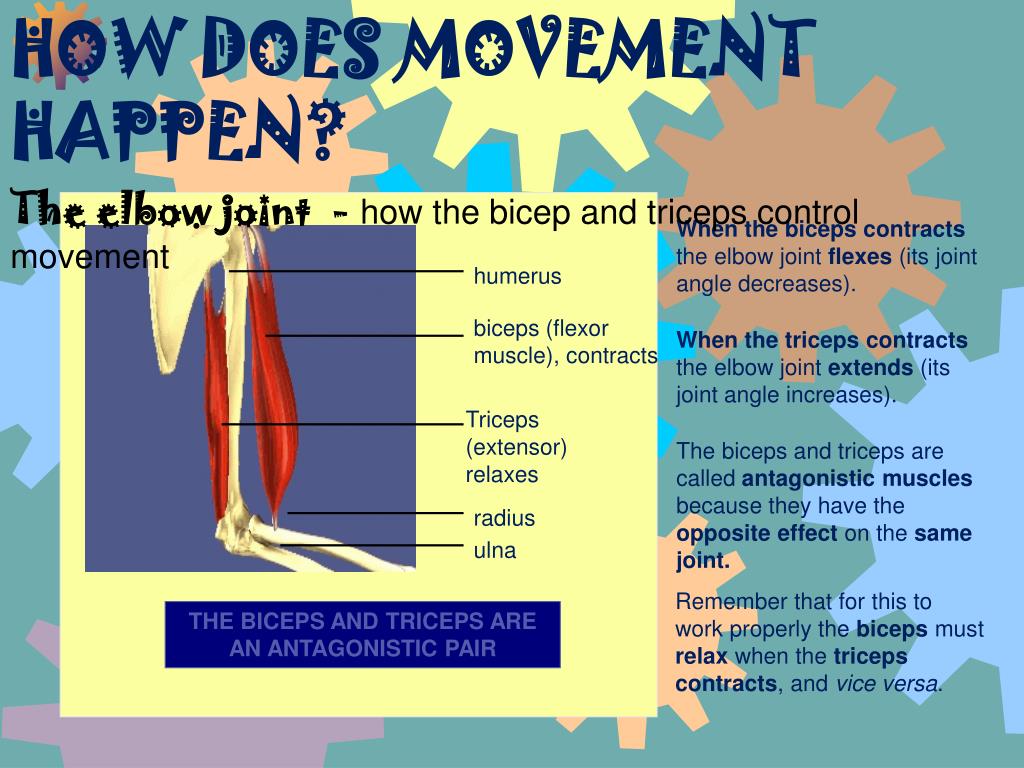 PPT Mechanic of Movement PowerPoint Presentation, free download ID