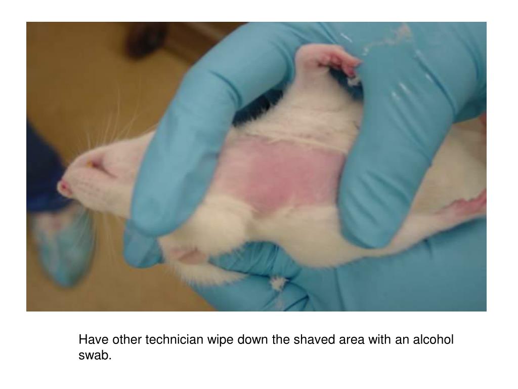 PPT Jugular Blood Collection in a Conscious Rat PowerPoint