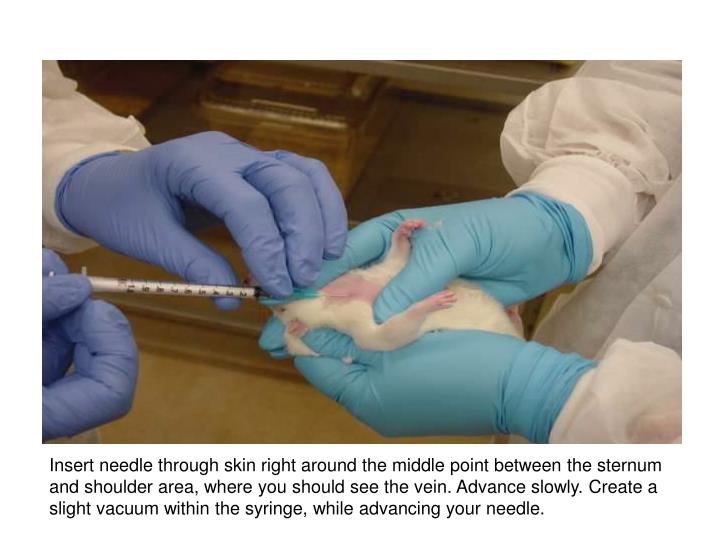 PPT Jugular Blood Collection in a Conscious Rat PowerPoint