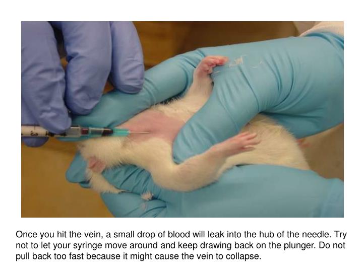 PPT Jugular Blood Collection in a Conscious Rat PowerPoint