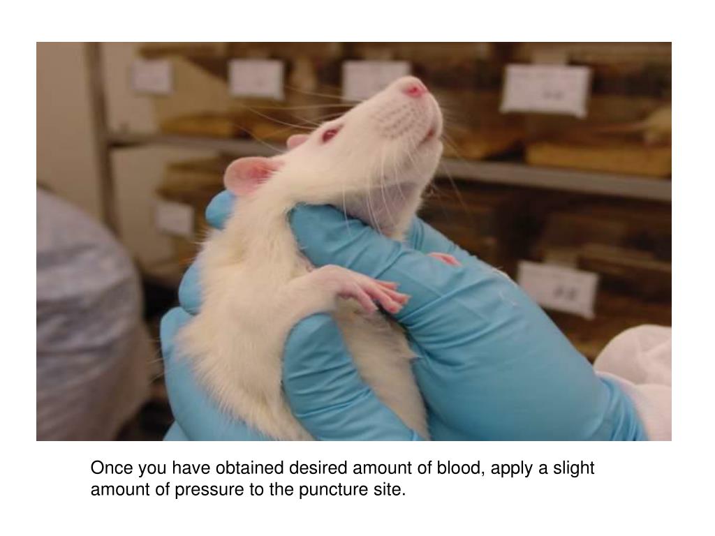 PPT Jugular Blood Collection in a Conscious Rat PowerPoint