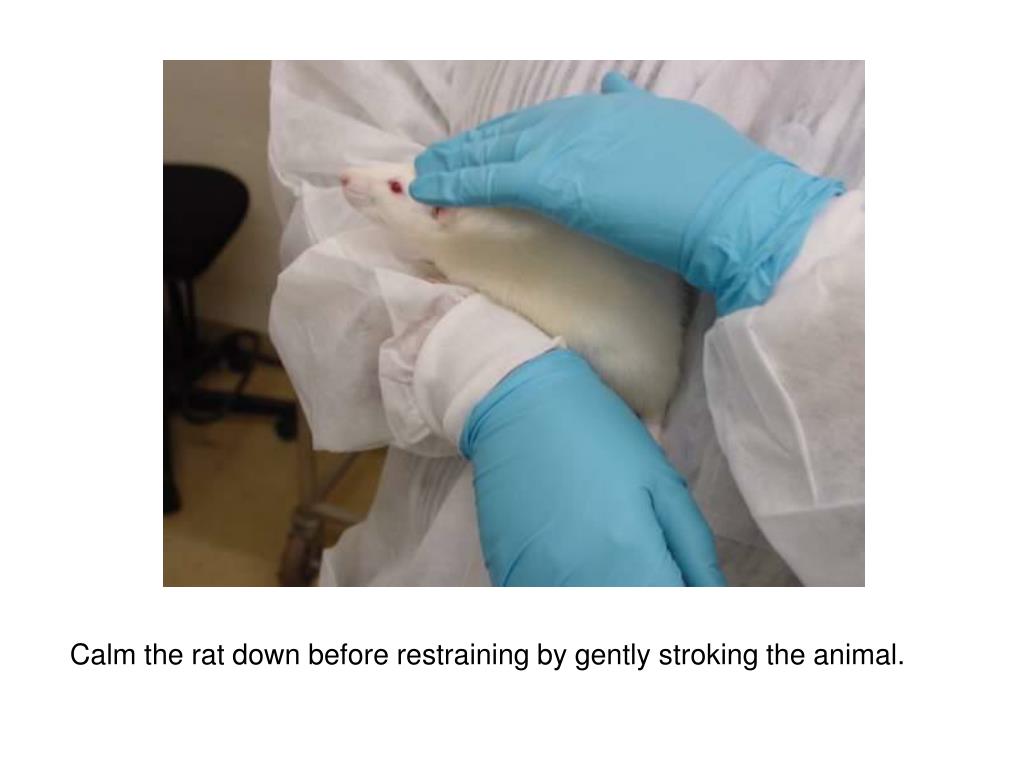 PPT Jugular Blood Collection in a Conscious Rat PowerPoint