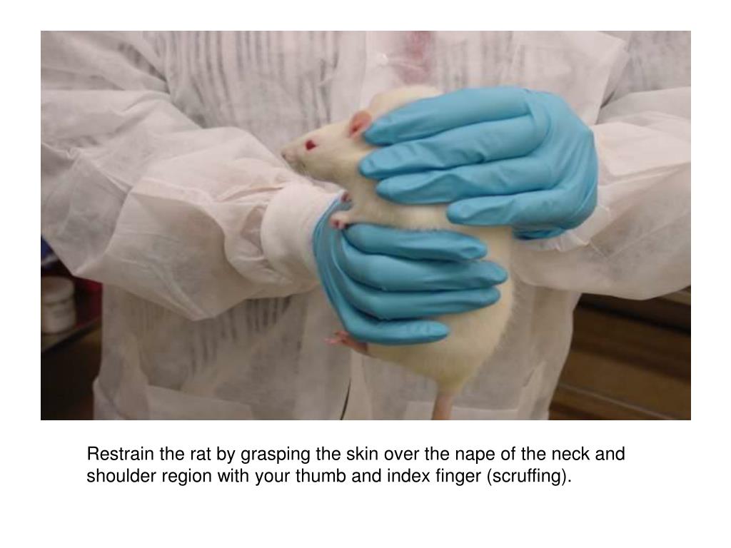 PPT Jugular Blood Collection in a Conscious Rat PowerPoint