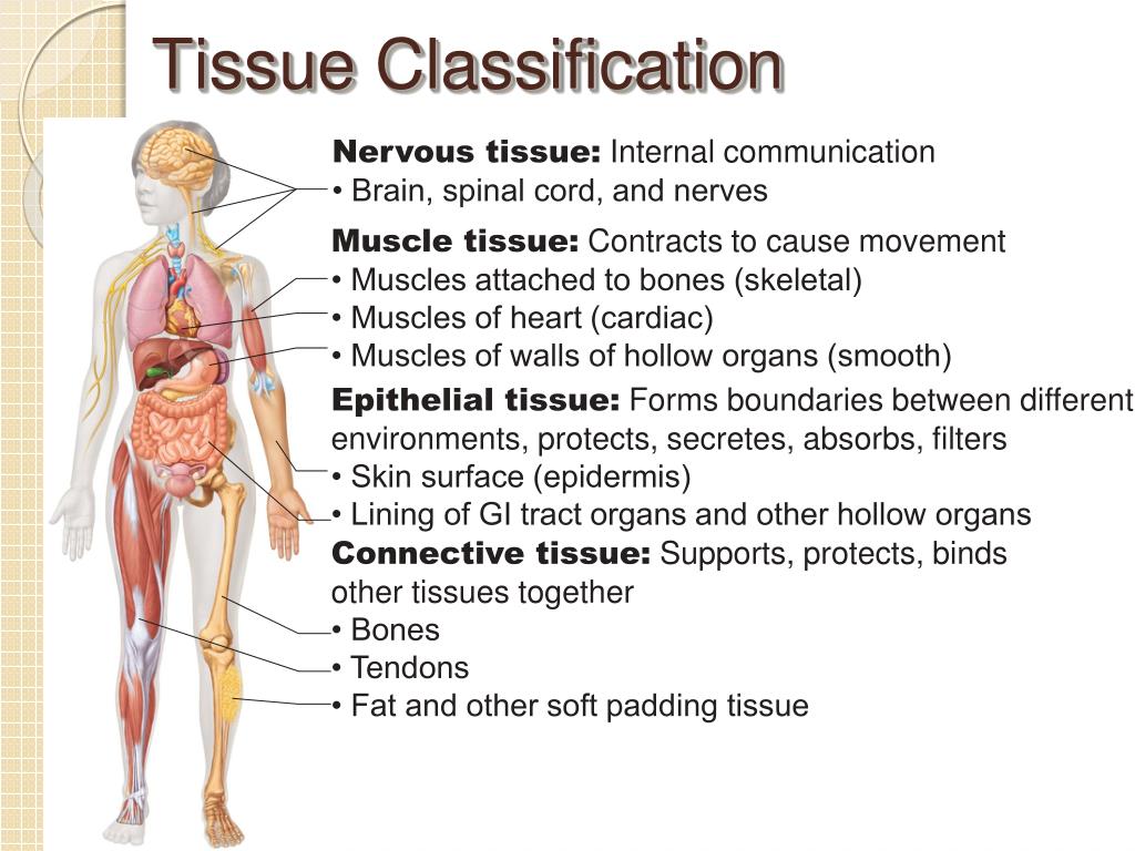 PPT Histology (Tissues) PowerPoint Presentation, free download ID
