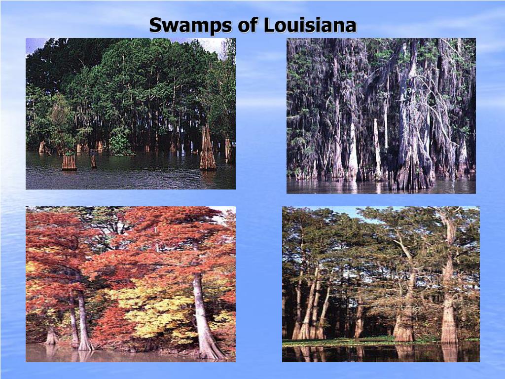 PPT Unit 2 Louisiana’s Wetland Ecosystems PowerPoint Presentation