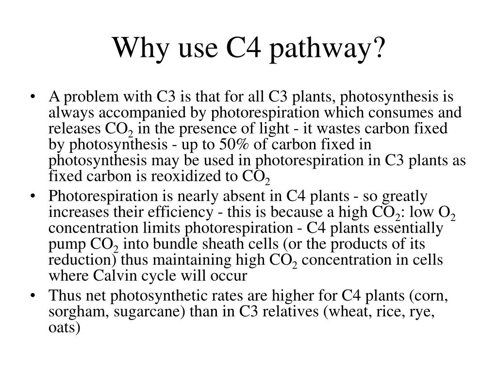 PPT Photosynthesis PowerPoint Presentation, free download ID1268939