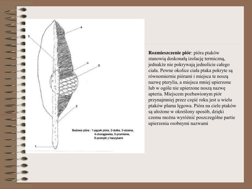 PPT SKÓRA PowerPoint Presentation, free download ID1270998