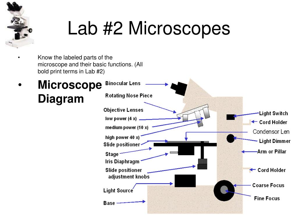 PPT General Biology Lab Exam1 Review PowerPoint Presentation, free