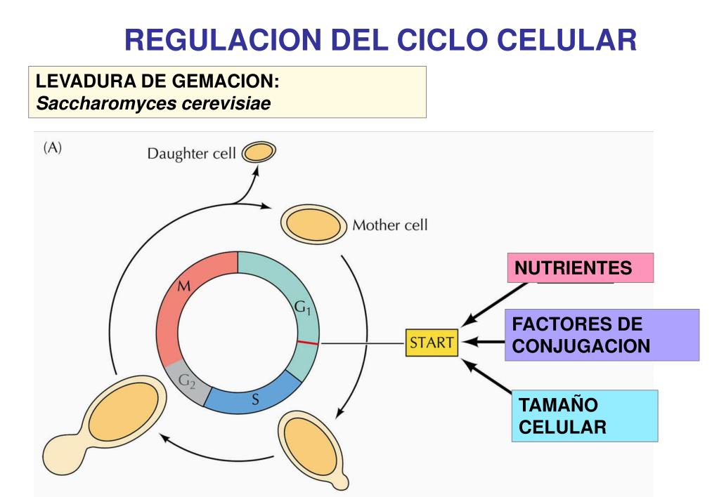 PPT Ciclo celular PowerPoint Presentation, free download ID1273623