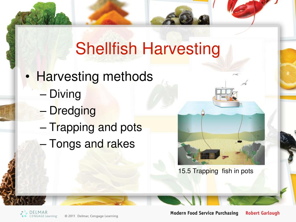 PPT Fish and Shellfish PowerPoint Presentation, free download ID