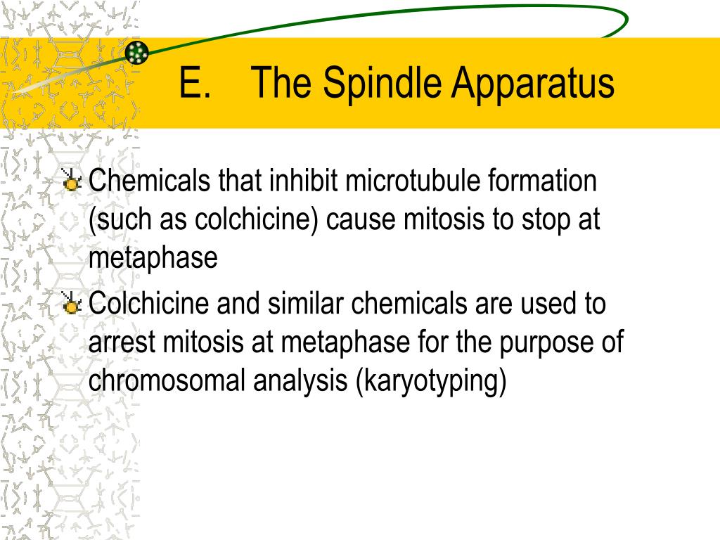 PPT The Cell Cycle and Mitosis PowerPoint Presentation, free download
