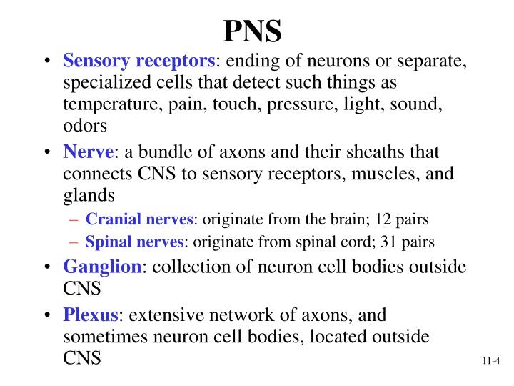 PPT Functional Organization of Nervous Tissue PowerPoint Presentation
