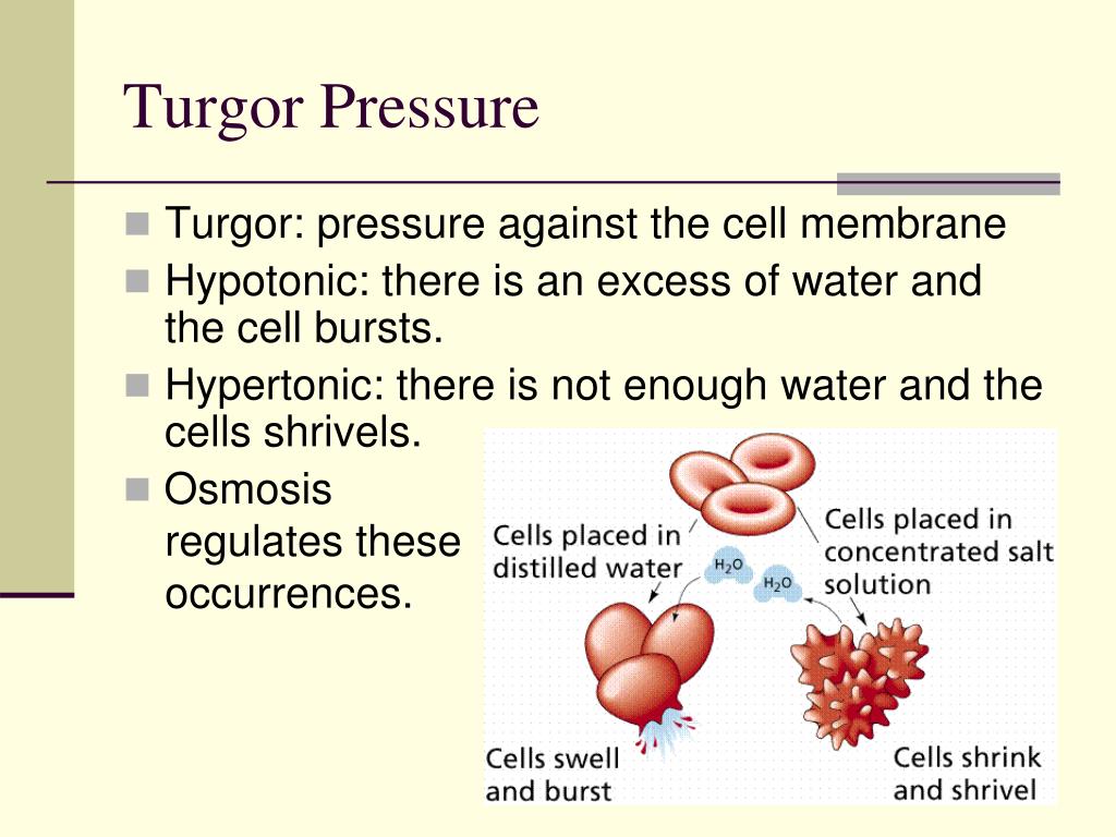 PPT Diffusion and Osmosis PowerPoint Presentation, free