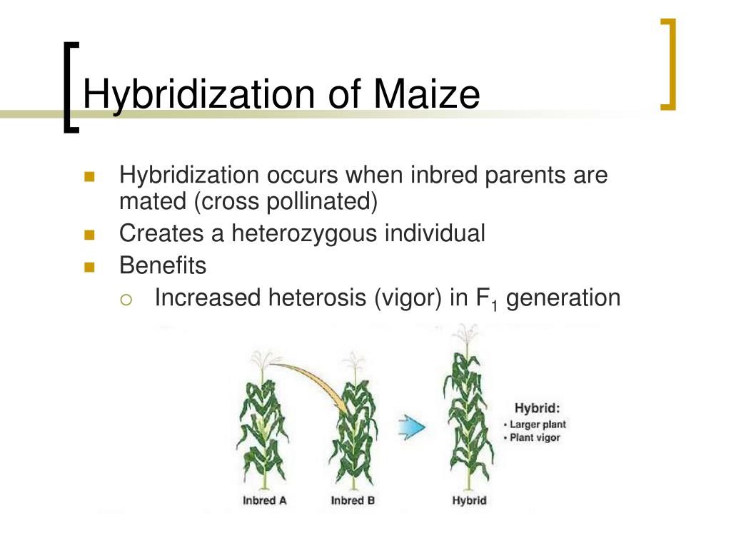 PPT Introduction to Maize Breeding PowerPoint Presentation, free