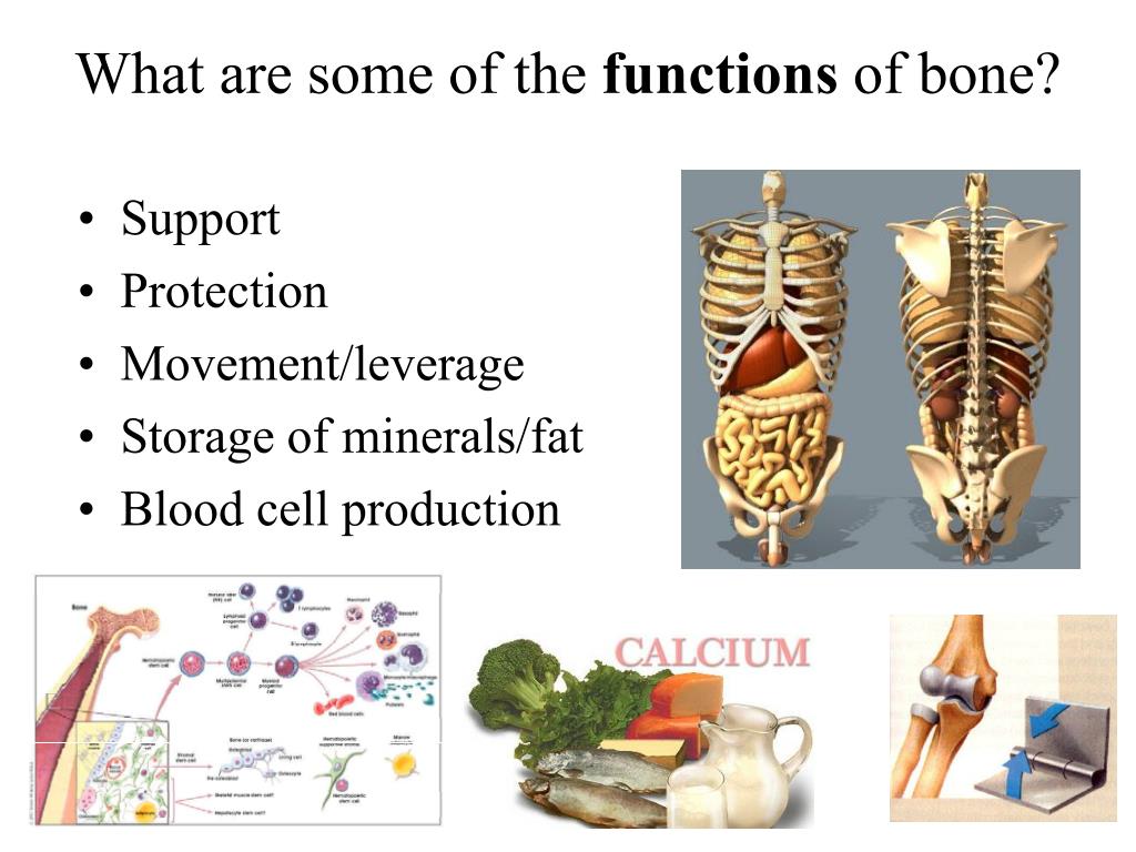PPT Chapter 6 Part I Bones and Skeletal Tissues PowerPoint