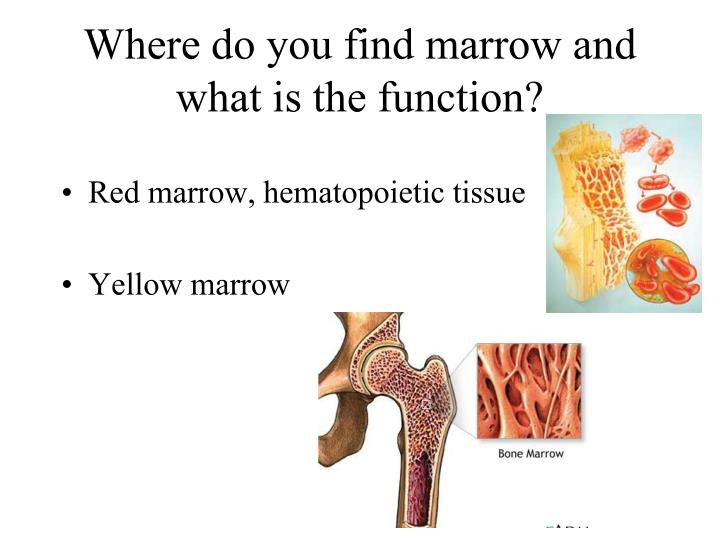 PPT Chapter 6 Part I Bones and Skeletal Tissues