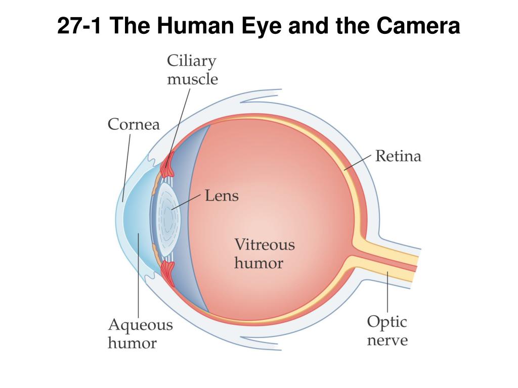 PPT Chapter 27 Optical Instruments PowerPoint Presentation, free