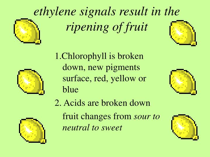 PPT ethylene, and it’s role in fruit ripening PowerPoint Presentation