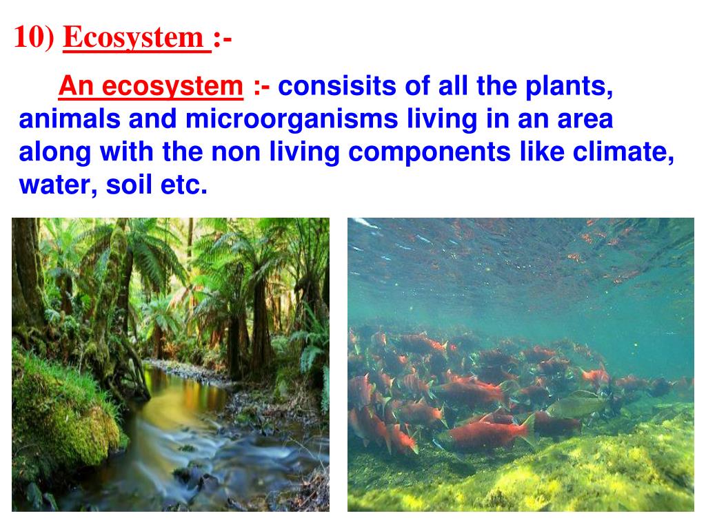 PPT CHAPTER 7 CONSERVATION OF PLANTS AND ANIMALS PowerPoint