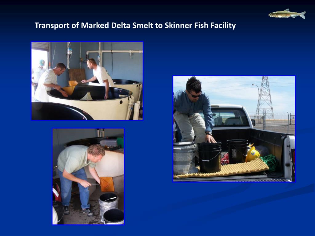PPT Pilot MarkRecapture Study to Estimate Delta Smelt Prescreen