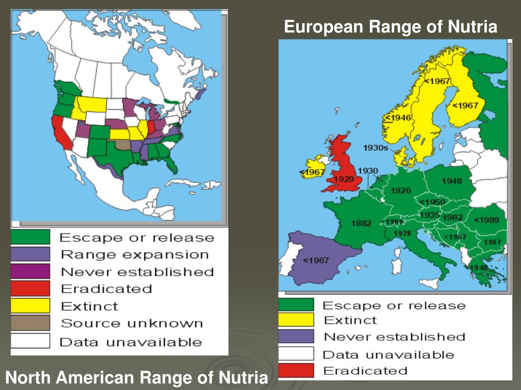 PPT Nutria Introduction to North America PowerPoint Presentation