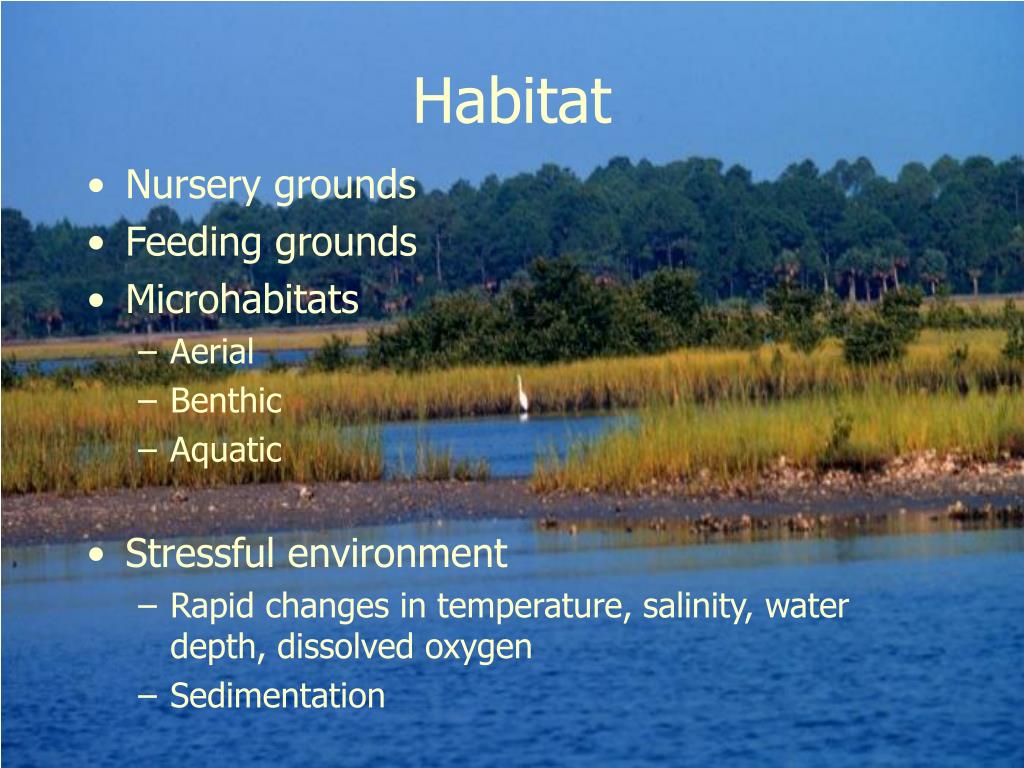 PPT Salt Marshes biotic perspectives PowerPoint Presentation, free