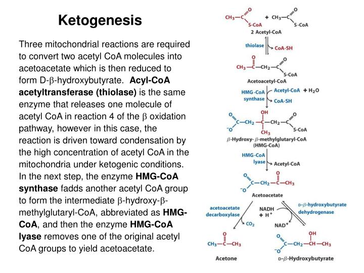 PPT Lipid Metabolism 1 Overview of lipid transport in animals, fatty