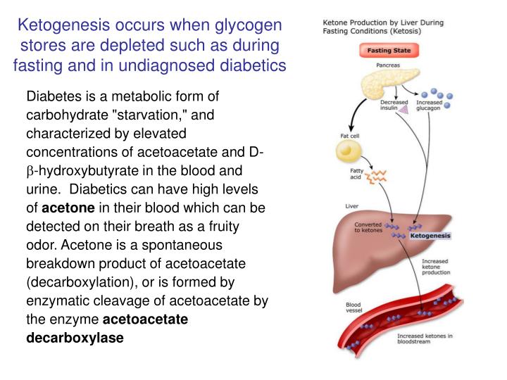 PPT Lipid Metabolism 1 Overview of lipid transport in animals, fatty