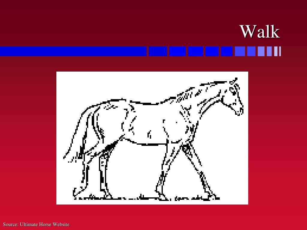 PPT GAITS OF HORSES PowerPoint Presentation, free download ID1289808
