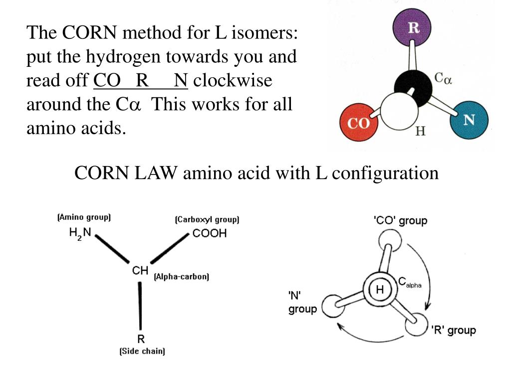 PPT Amino Acids ( 9/08/2009) PowerPoint Presentation, free download